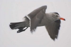 Heermann's Gull