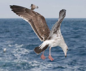 Western Gull (Immature)