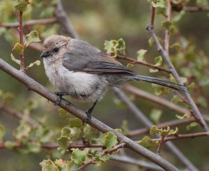 Bushtit