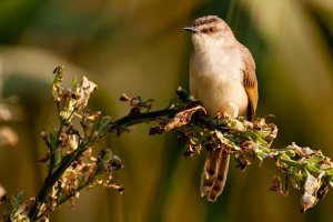 Tawny Flanked Prinia