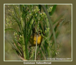 Common Yellowthroat