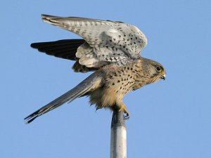 Common Kestrel