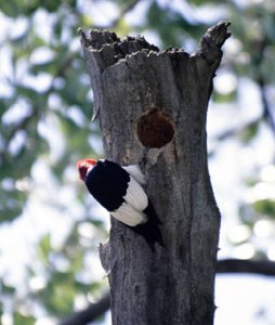 Red-headed Woodpecker