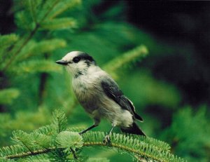 Gray Jay