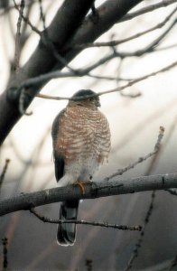 Sharp-shinned Hawk