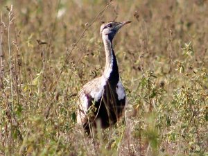 Black-bellied Bustard