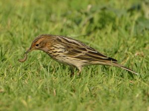 Red Throated Pipit