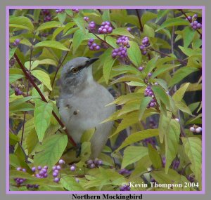 Northern Mockingbird