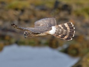 Hen Harrier