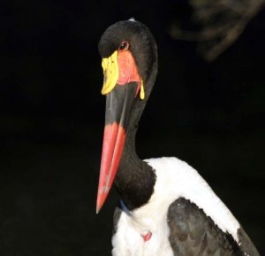 Saddlebilled Stork (Head Study)