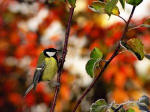 Great Tit