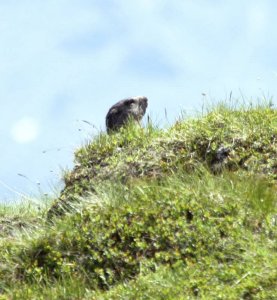 Marmot