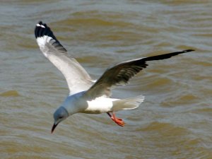 Grey-headed Gull