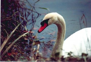 Mute swan at Cove Lake