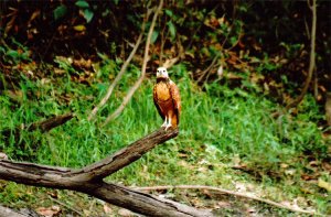 Mama Vieja - Black-collared Hawk