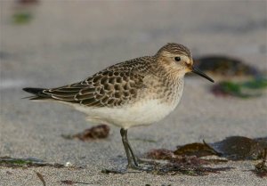 Baird's Sandpiper