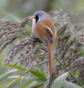 Bearded Tit