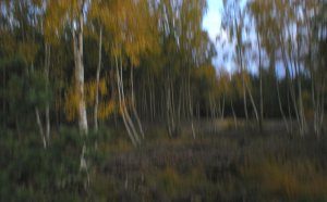 Dusk in a Highland Birchwood