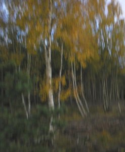 Dusk in a Highland Birchwood