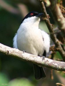 Black-backed Puffback