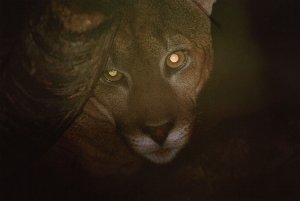 The Amazon Cougar