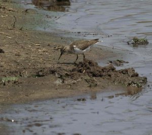 Common Sandpiper