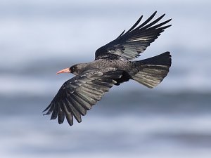 Chough