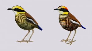 Bornean and Malayan Banded Pittas