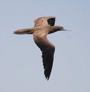 Brown Booby