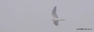 Black-shouldered Kite