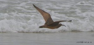 Whimbrel