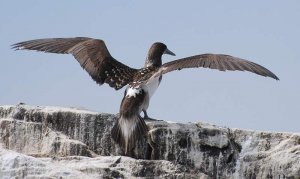 Immature Blue-footed Booby