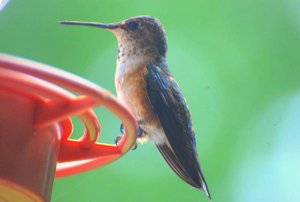 Rufous Hummingbird