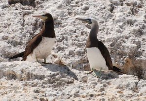 Brown Booby - brewsterii race