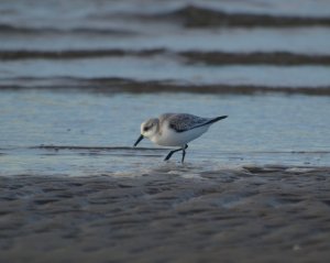 Sanderling