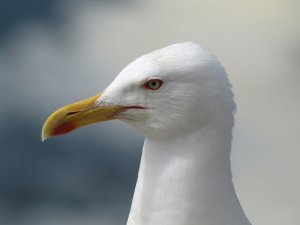 Yellow-Legged Gull