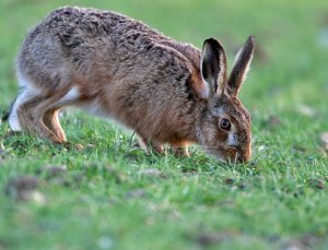 Hare,and so close