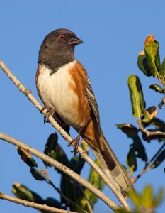 Spotted Towhee