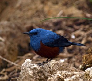 Blue Rock Thrush