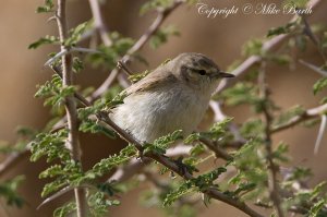 Plain Leaf Warbler