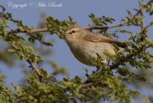 Plain Leaf Warbler