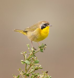 Common Yellowthroat