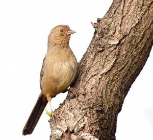 California Towhee