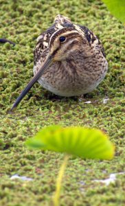 Common Snipe