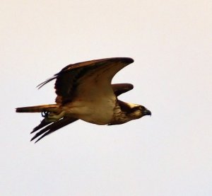 Osprey