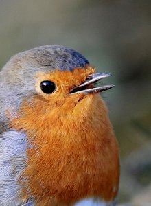 Robin - up close and personal!