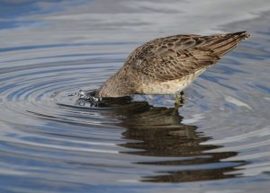 Long-billed Dowitcher