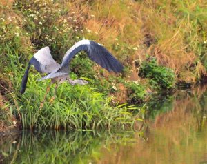 Grey heron in flight