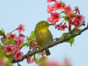 White Eye and cherry Blossom