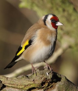 Goldfinch